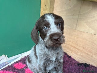 German Wirehaired Pointer dogs for sale: German Hired Haired Pointer Last Girl ready to go - Advert 1