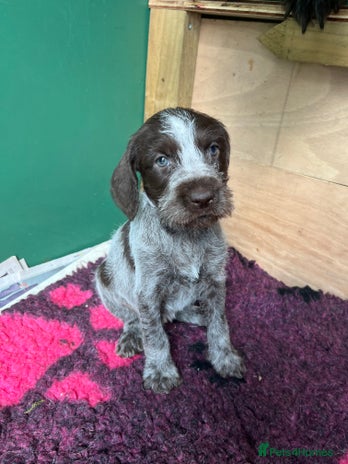German Wirehaired Pointer dogs German Hired Haired Pointer Last Girl ready to go - Advert 1