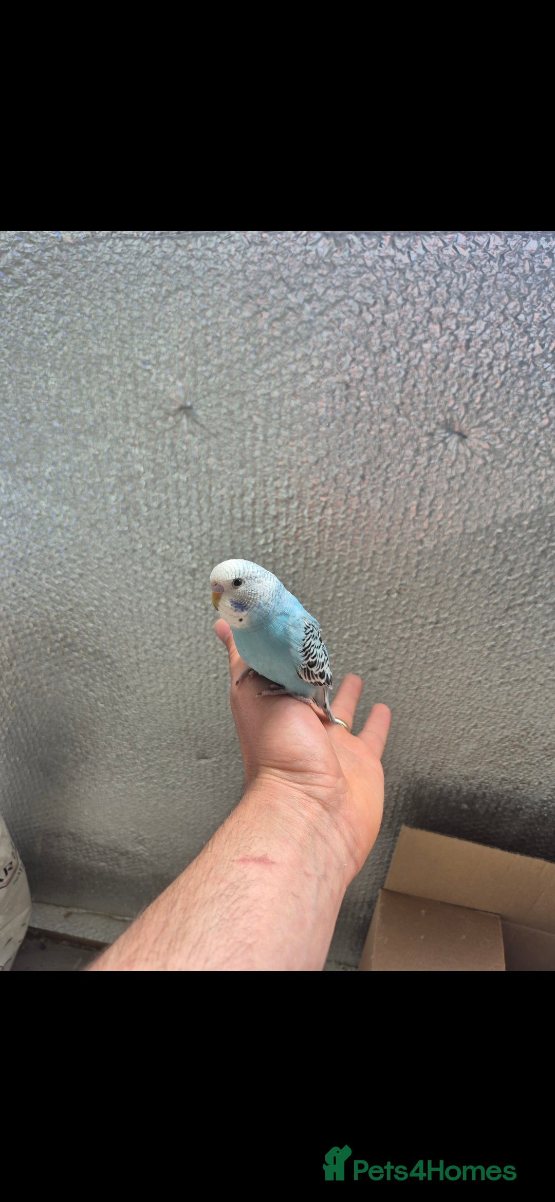 Budgerigars birds for sale: Baby Budgies £25, Male/Female £20/25Cockatiels £80 - Advert 7
