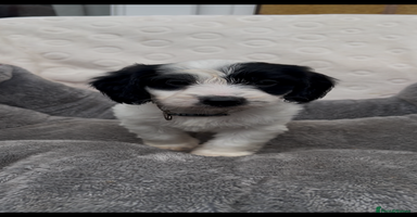 Cockapoo dogs - Advert 9