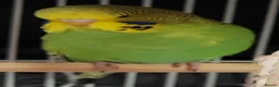 Budgerigars birds for sale: Beautiful Baby Budgies available  - Advert 5