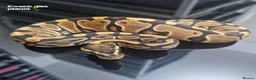 Python Snake reptiles for sale: Various Royal Pythons from £30 in Tadcaster - Advert 5