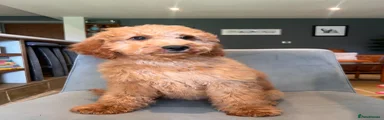 Labradoodle Puppy 9