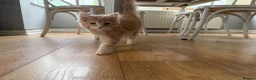 Maine Coon cats for sale: XL TICA Maine coon kittens - Advert 7