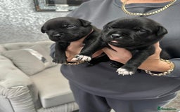 Staffordshire Bull Terrier dogs for sale: KC Staffordshire Bull Terrier Puppies 🖤 - Image 12