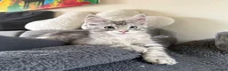 Maine Coon cats for sale: Mackerel tabby boys  - Advert 12