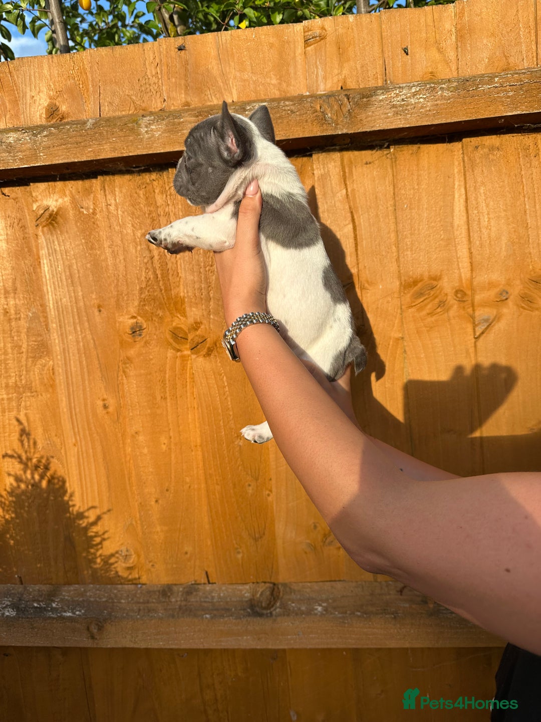 French Bulldog dogs for sale: Frenchies for sale <3 - Image 5