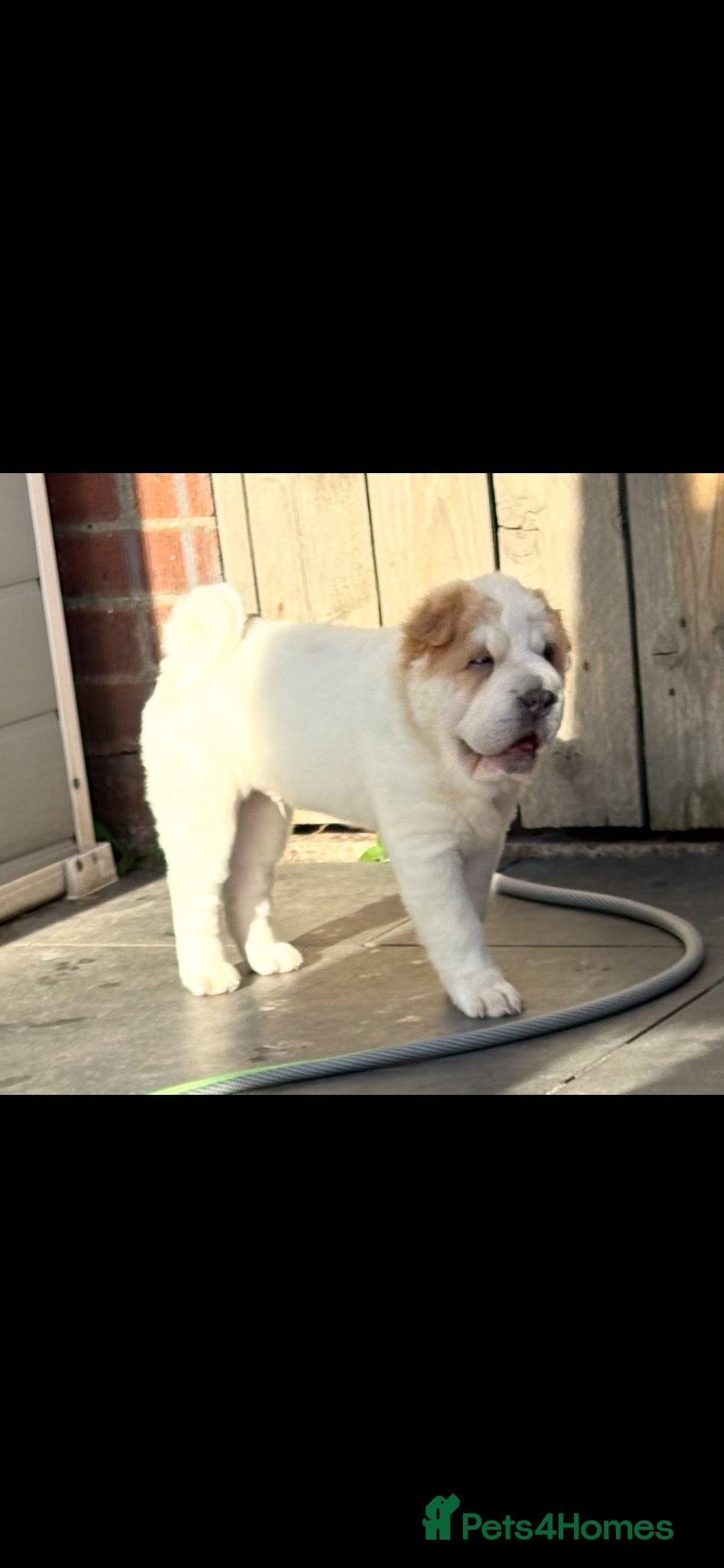Shar Pei dogs Bear coat 1 boy left REDUCED!!! Rkc sharpei  - Advert 1