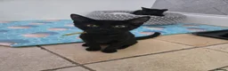 Mixed Breed cats for sale: Three Super-Fluffy Black Kittens Ready Now 🐾 - Advert 10