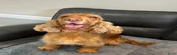 Cocker Spaniel dogs for sale: Golden show cocker lady for a 5 ⭐️ home 🏡  - Advert 6