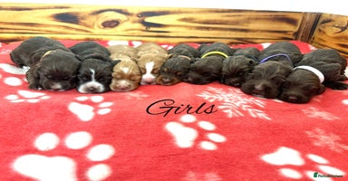 Cocker Spaniel dogs - Advert 15