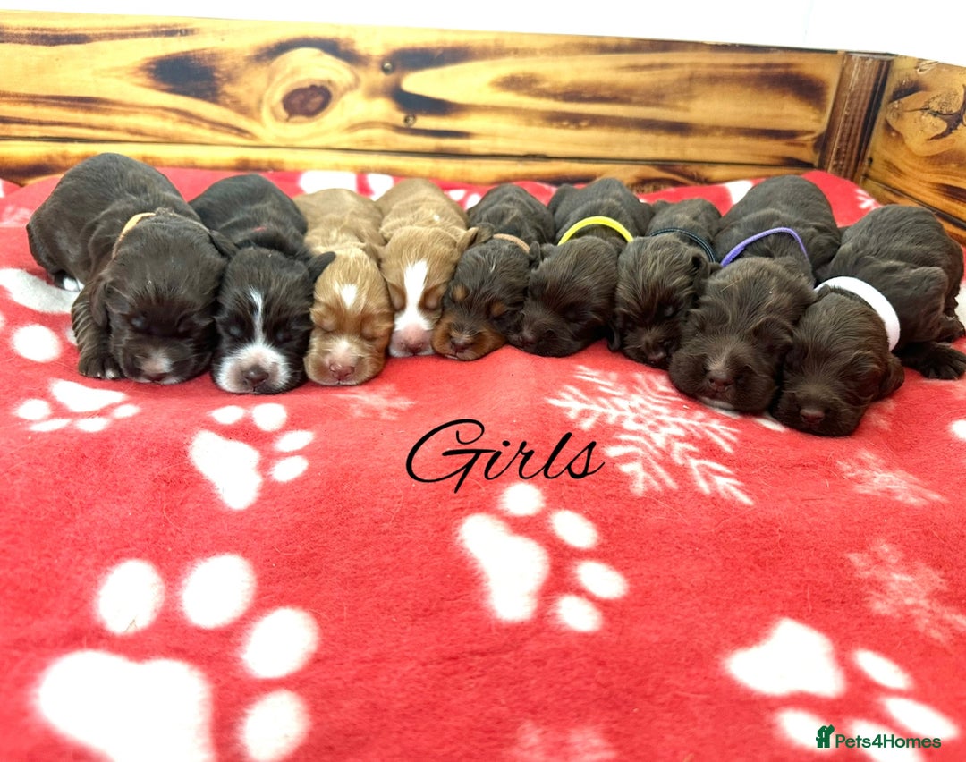 Cocker Spaniel dogs for sale: Outstanding KC Cocker Spaniel Puppies - Image 2