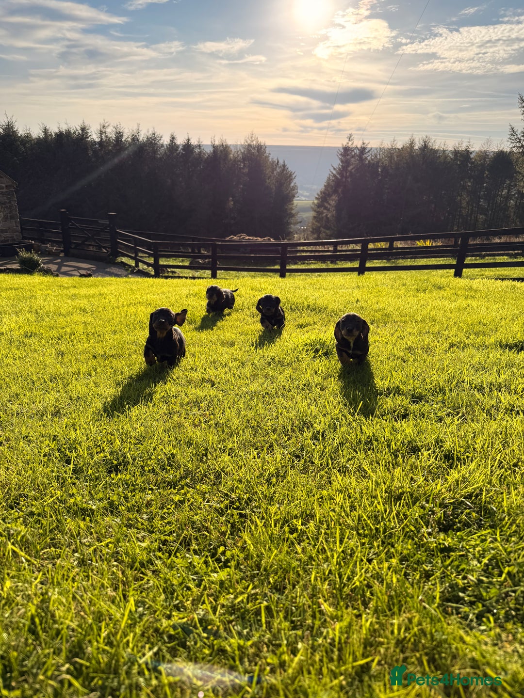 Dachshund dogs for sale: Wirehaired Teckel Bitches  - Image 2