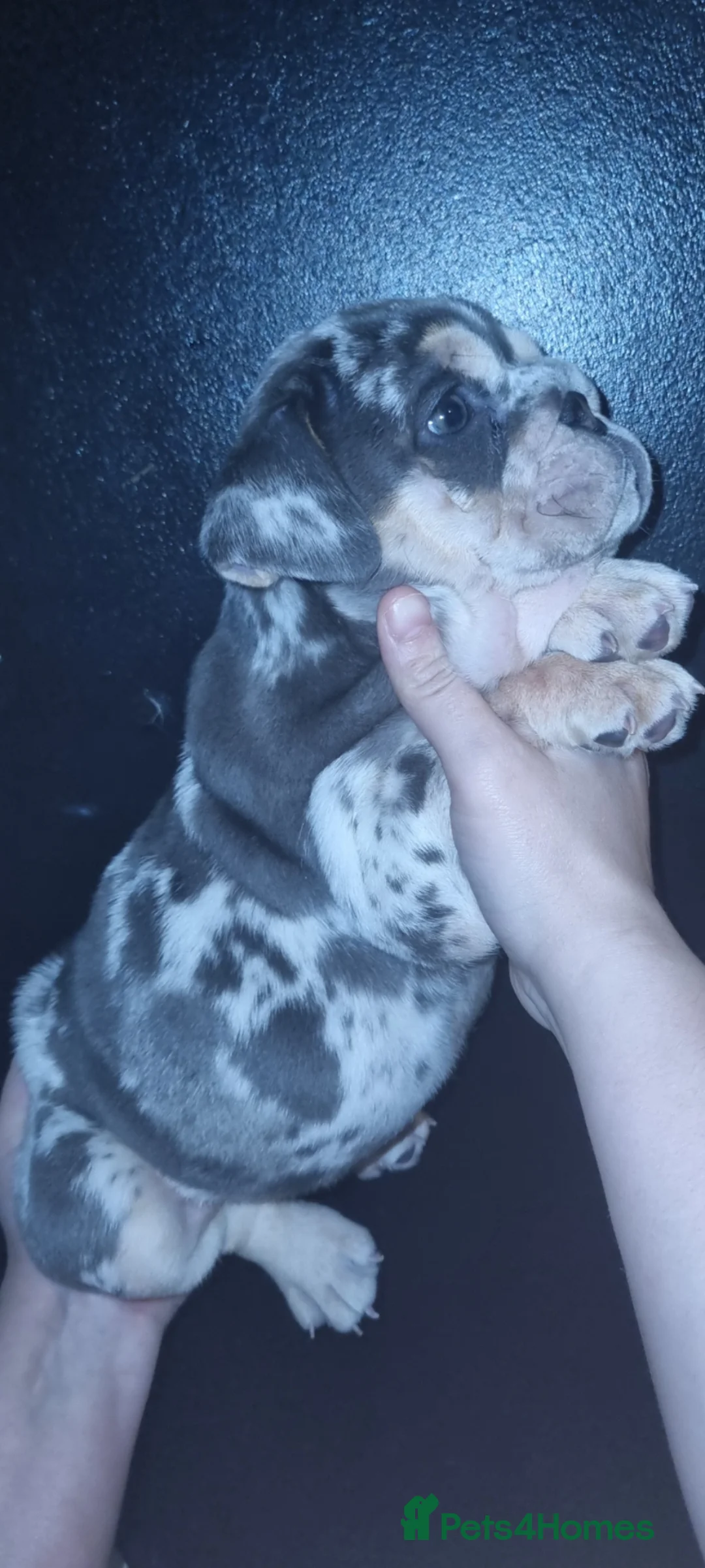 English Bulldog dogs for sale: Merle english bulldog puppies  - Advert 2