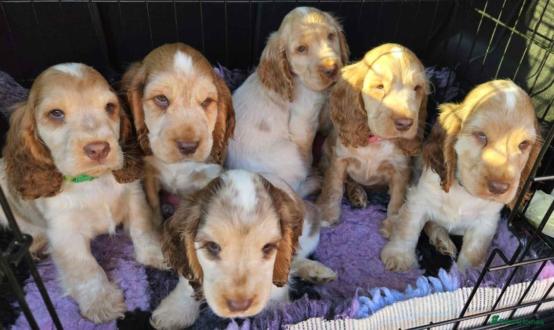 Cocker Spaniel dogs for sale: BEAUTIFUL SHOW COCKER SPANIEL PUPPIES - Advert 10
