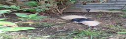 Ferret rodents for sale: Ferrets need forever home  in Letchworth Garden City - Advert 4
