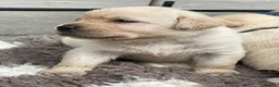 Labrador Retriever dogs for sale: Show bred Labrador puppies (parents health tested) - Advert 6