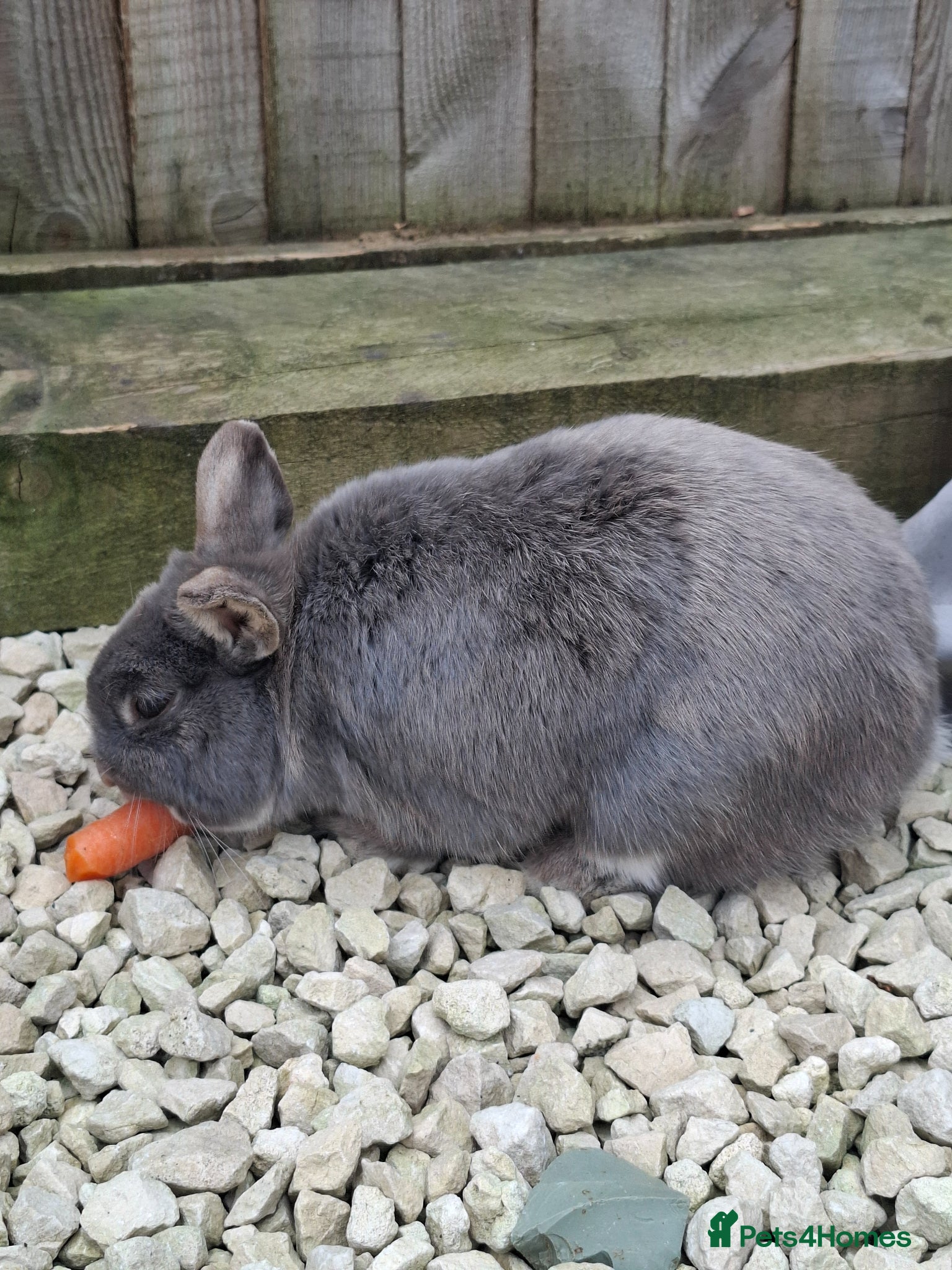 Netherland Dwarf rabbits for sale: Klompje (M) & Sapheiri (F) bonded couple. 7-8yrs in Bury Saint Edmunds - Advert 14