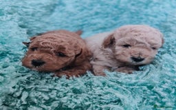 Cavapoo dogs for sale: Exquisite Cavapoo Boy and Girl, Red and Apricot,   - Image 7