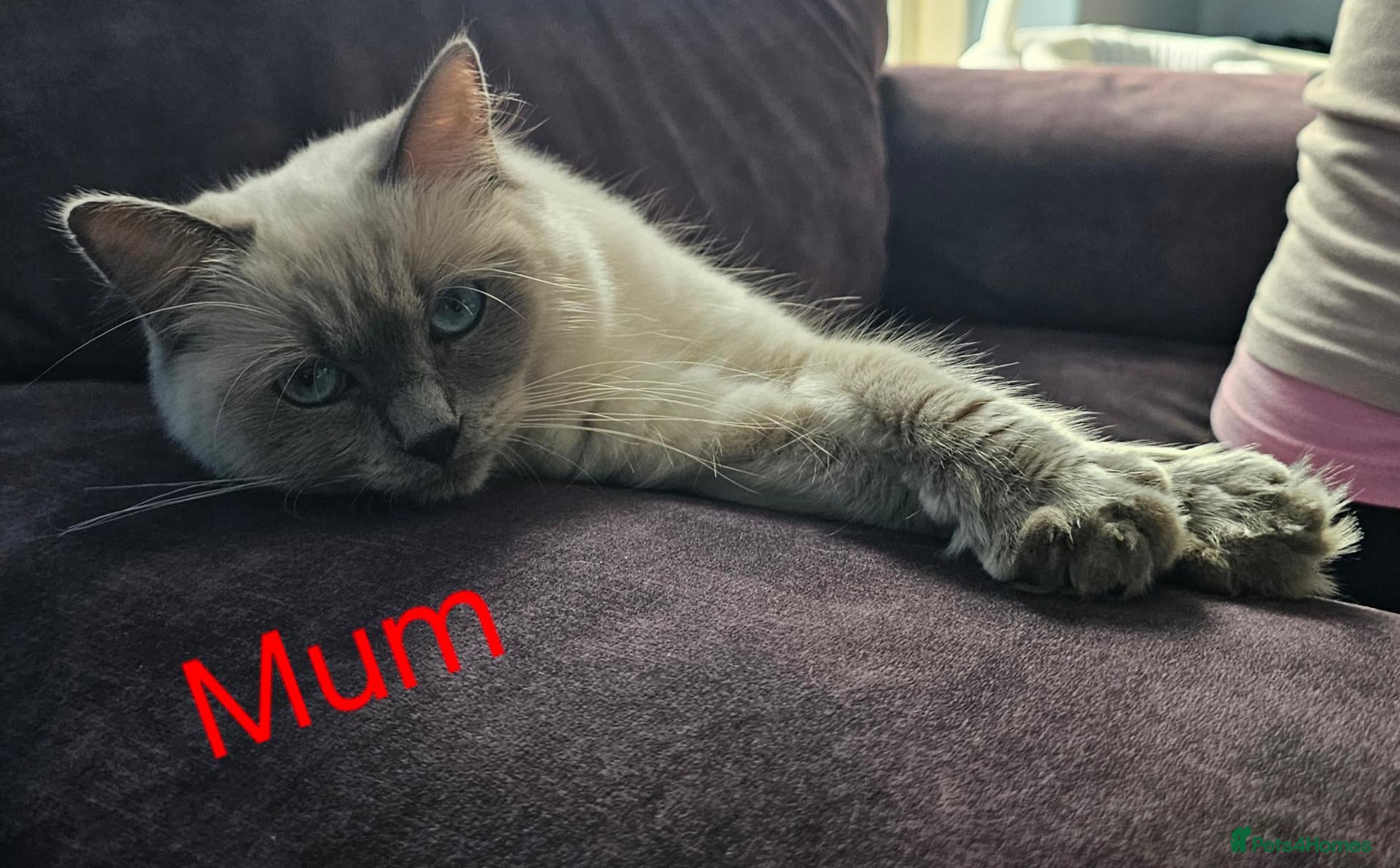 Ragdoll cats for sale: Lovely Litter of 3 Kittens Looking for Loving Home - Advert 2