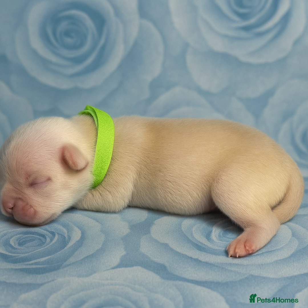 Pug dogs for sale: 7 boys ready to go next week!!!🩵 - Image 37