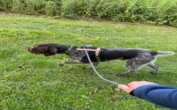German Wirehaired Pointer dogs for sale: German wired haired stunning pointer pups  in Preston - Image 19