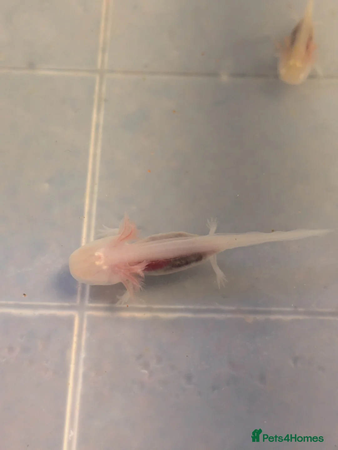 Axolotl reptiles for sale: Axolotl Babies  in Maidenhead - Advert 2