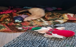 Ferret rodents for sale: Mia ferret - Image 8
