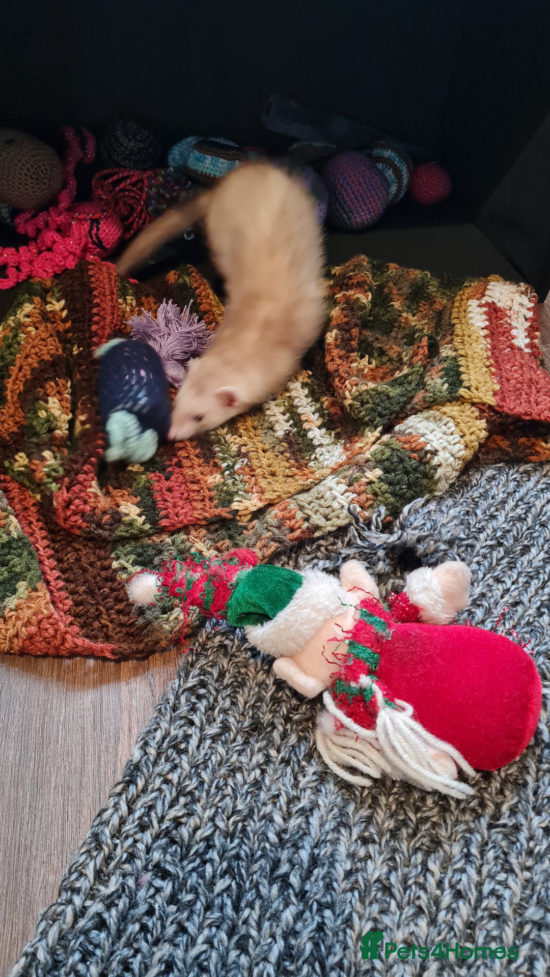 Ferret rodents for sale: Mia ferret - Image 8