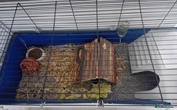 Guinea Pig rodents for sale: Guinea Pig [male] * FREE FOR COLLECTION *  - Image 2