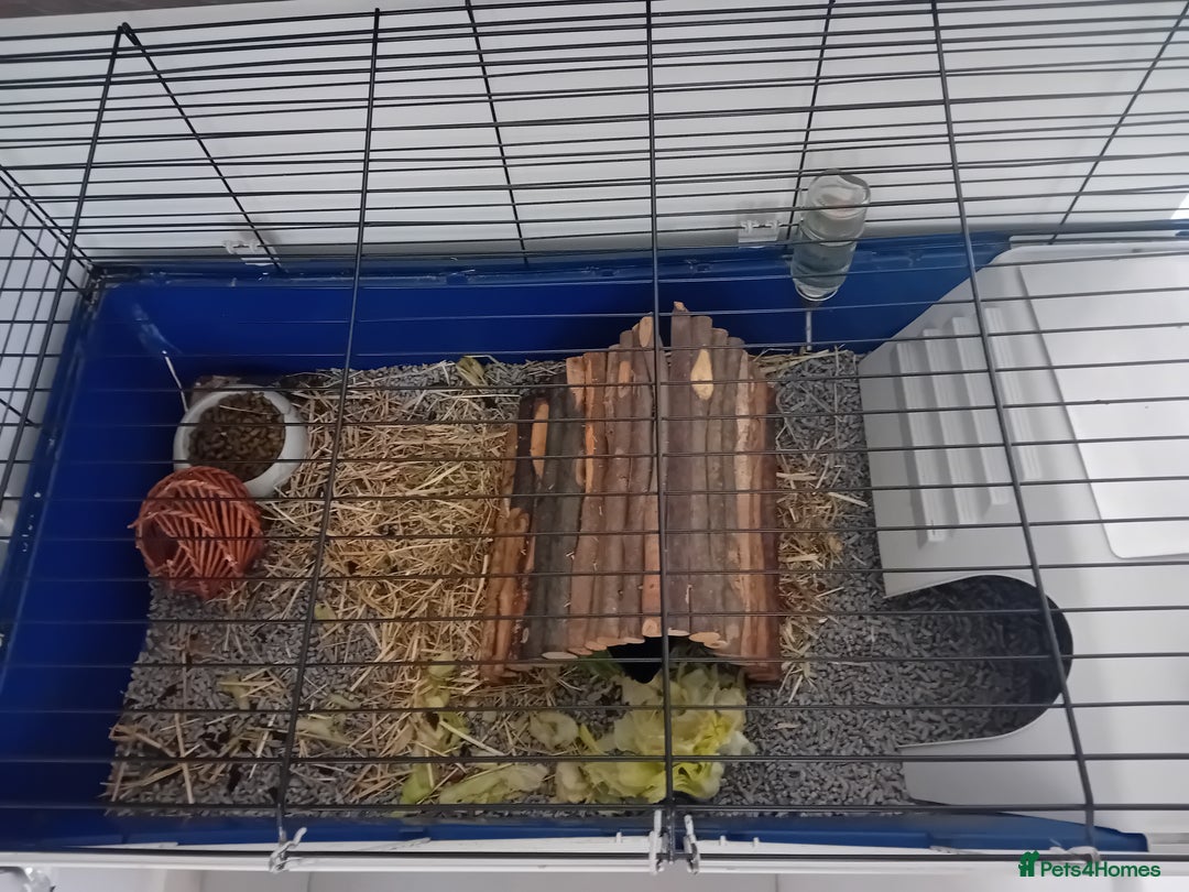 Guinea Pig rodents for sale: Guinea Pig [male] * FREE FOR COLLECTION *  - Image 2
