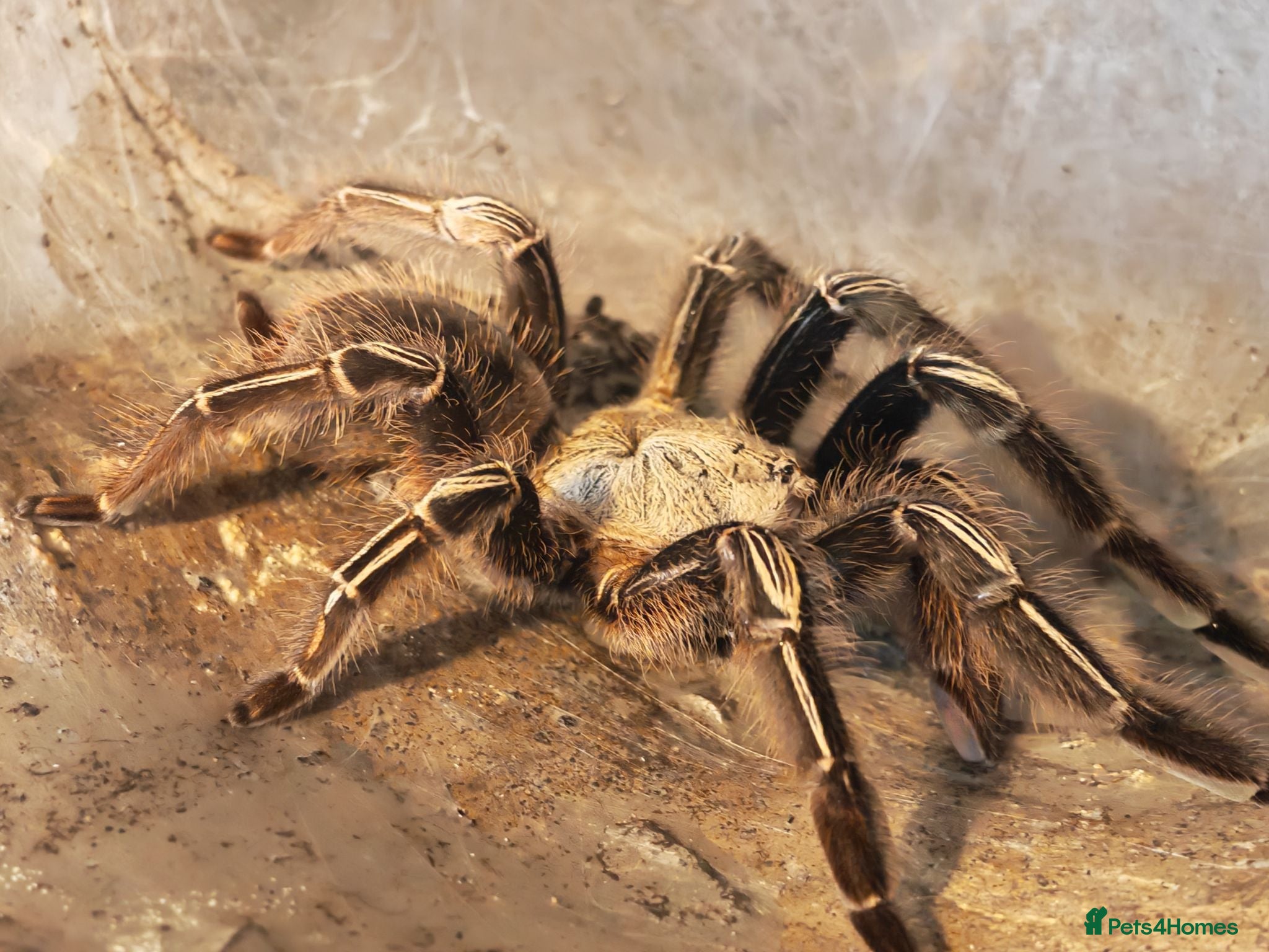 Tarantulas invertebrates tarantulas, Scorpions, Geckos,bugs and snails. - Advert 1