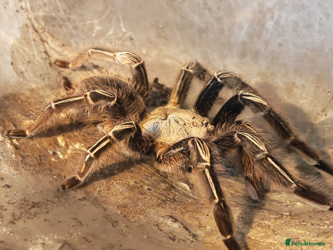Tarantulas invertebrates for sale: tarantulas, Scorpions, Geckos,bugs and snails. - Advert 1