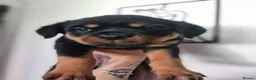 Rottweiler dogs for sale: Exceptional Rottweiler Pups- ready in a week! - Advert 18