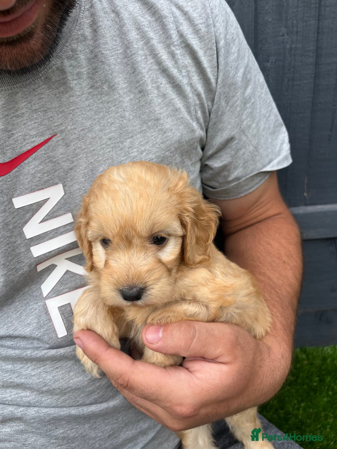 Cockapoo dogs for sale: ⭐️ 7 beautiful cockapoo puppies ⭐️  - Image 6