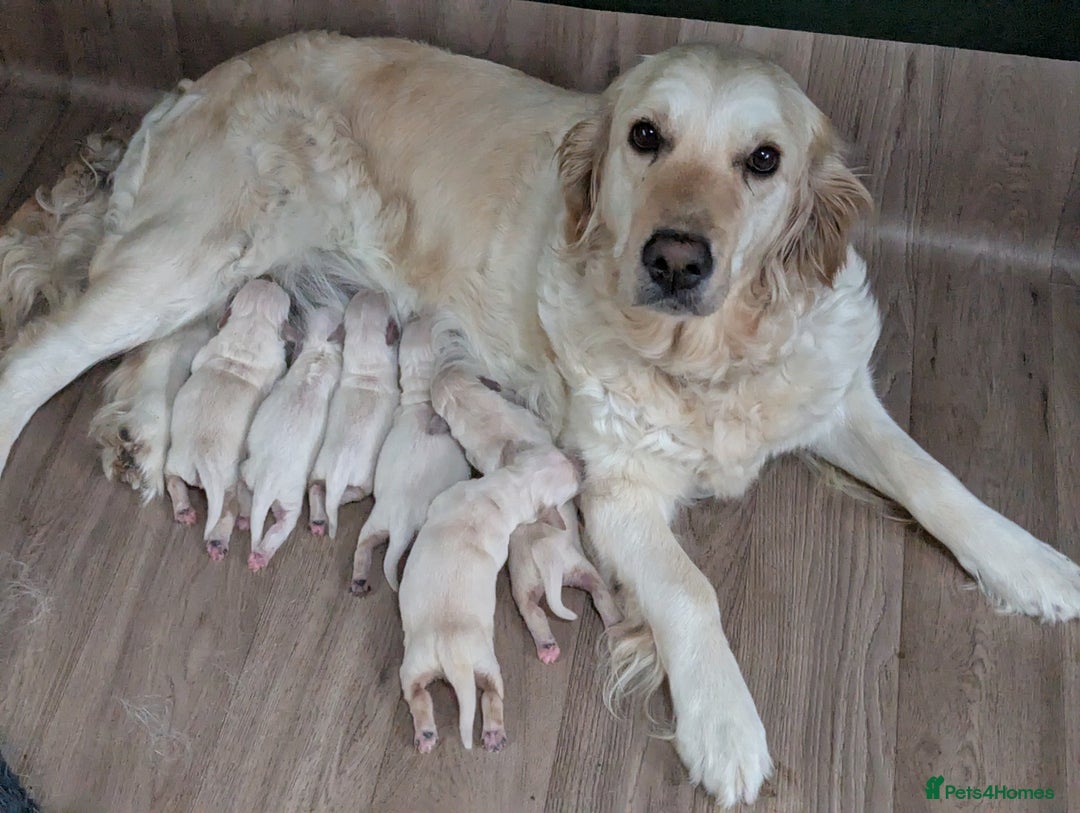 Golden Retriever dogs for sale: Stunning pure-breed Golden Retriever puppies - Image 12