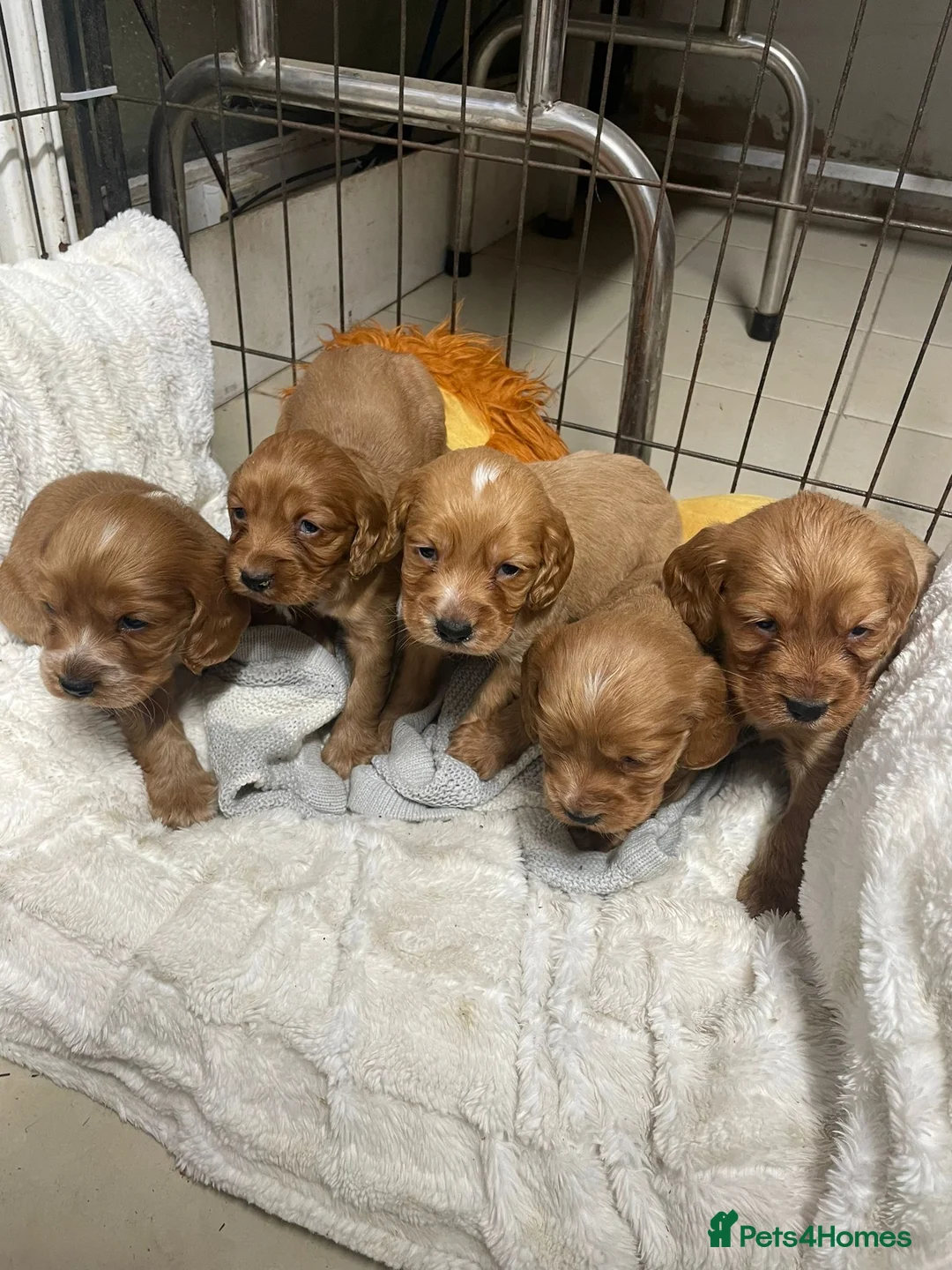 Cocker Spaniel dogs for sale: Stunning red cocker spaniels  - Advert 7