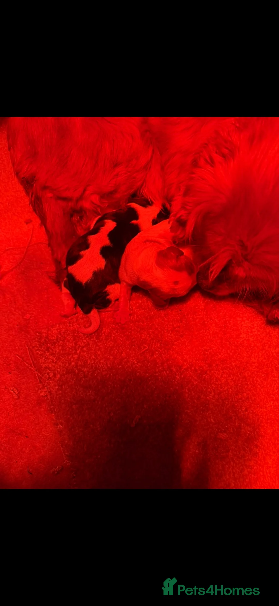 Cavalier King Charles Spaniel dogs for sale: Kc registered Cavalier King Charles spaniel - Advert 2
