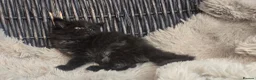 Maine Coon cats for sale: Adorable big Mainecoon babies  - Advert 9