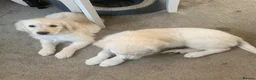 Golden Retriever dogs for sale: White retriever ( golden retriever) - Advert 2