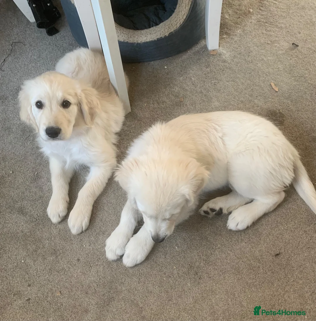 Golden Retriever dogs for sale: White retriever ( golden retriever) - Advert 2