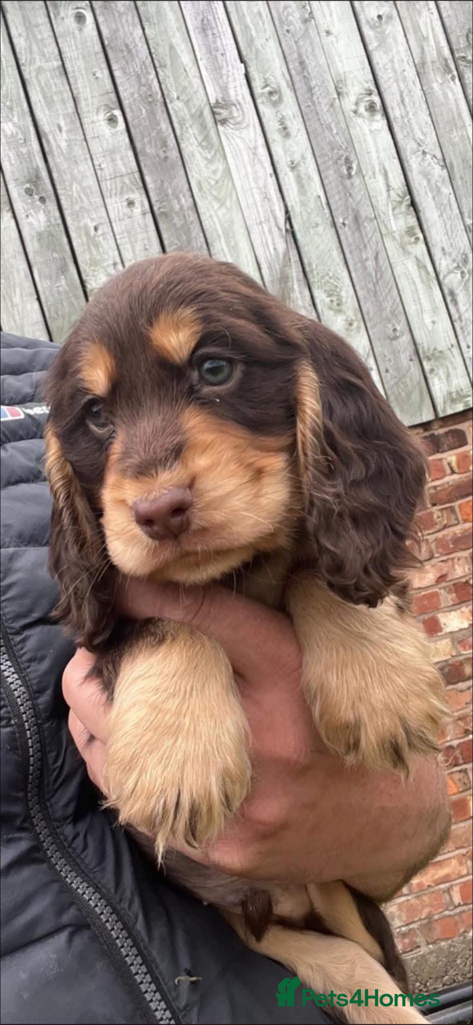 Cocker Spaniel dogs Cocker Spaniel boy  - Advert 1