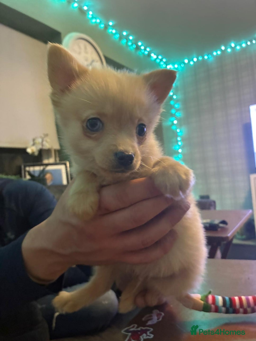 Mixed Breed dogs for sale: miniature Yorkshire terrier cross pure Pomeranian. - Advert 5