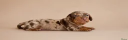Miniature Dachshund dogs for sale: Stunning miniature dachshund puppies  - Advert 6