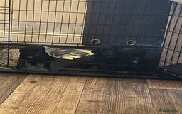 Cocker Spaniel dogs for sale: LAST LITTLE BOY  6 adorable Cocker Spaniel pups - Advert 24