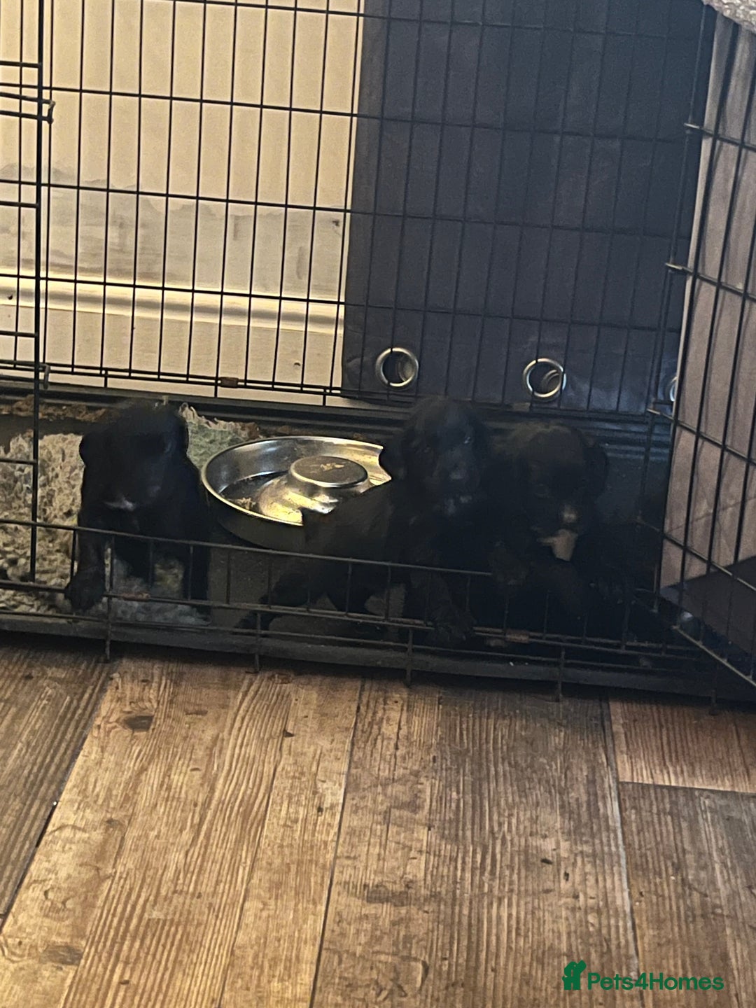 Cocker Spaniel dogs for sale: LAST LITTLE BOY  6 adorable Cocker Spaniel pups - Advert 24