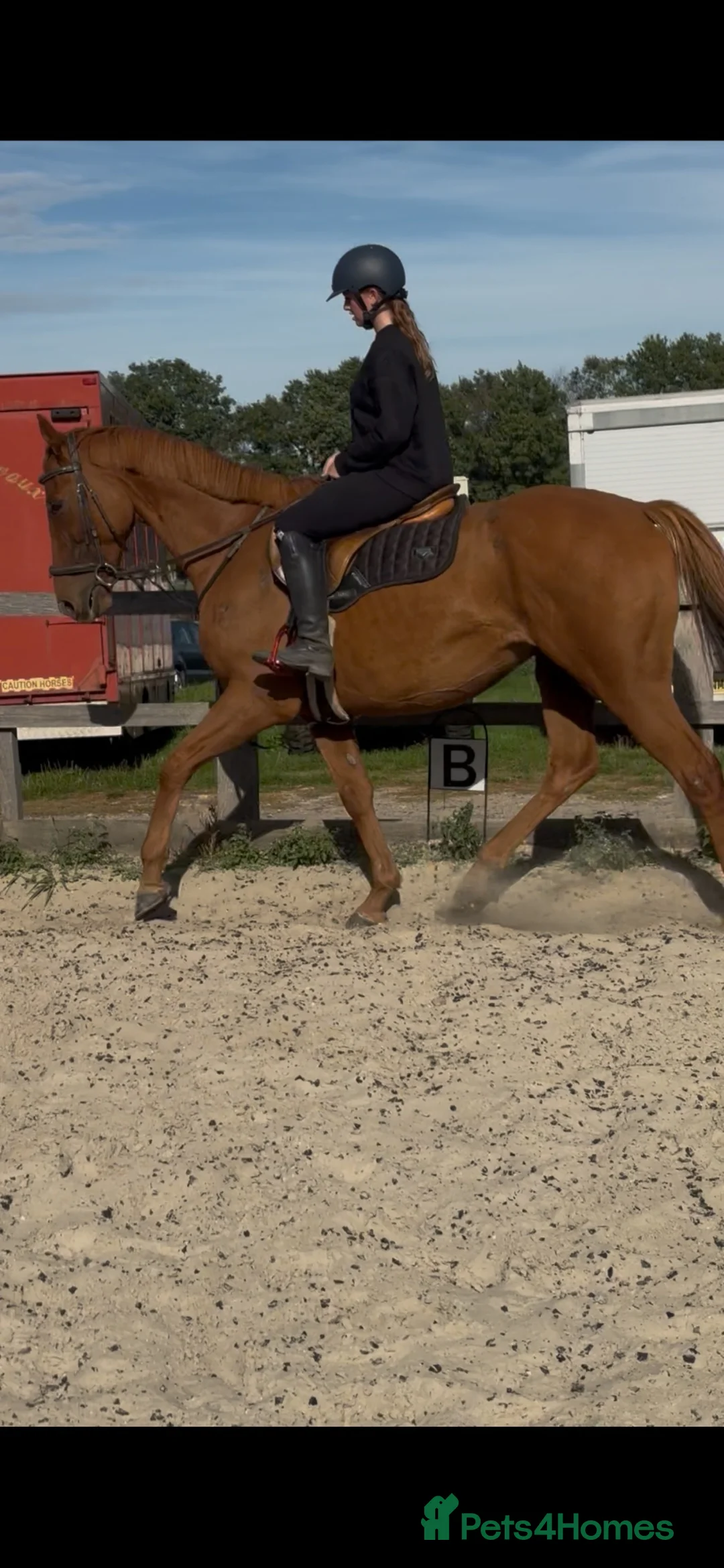 English Thoroughbred horses for sale: Super safe confidence teens horse in Lingfield - Advert 1
