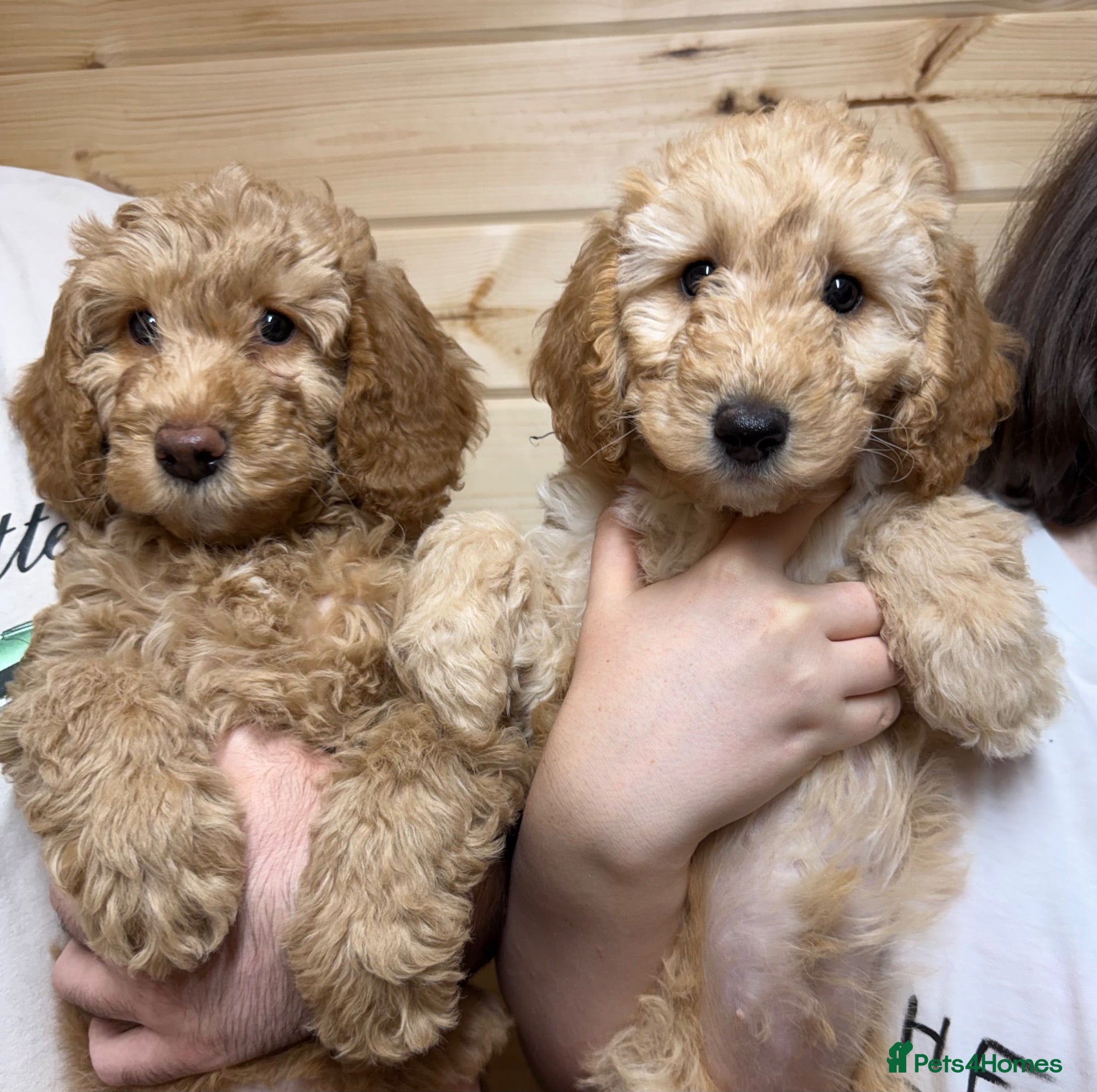 Labradoodle dogs LAST 2 GIRLS LEFT F1BB Labradoodle Puppies - Advert 1