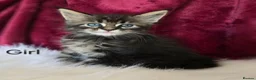 Maine Coon cats for sale: 6 TICA registered Maine Coon kittens. - Advert 26