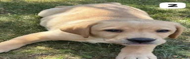 Labrador Retriever